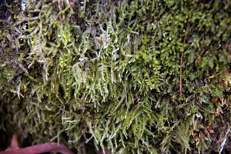 Brachythecium populeum